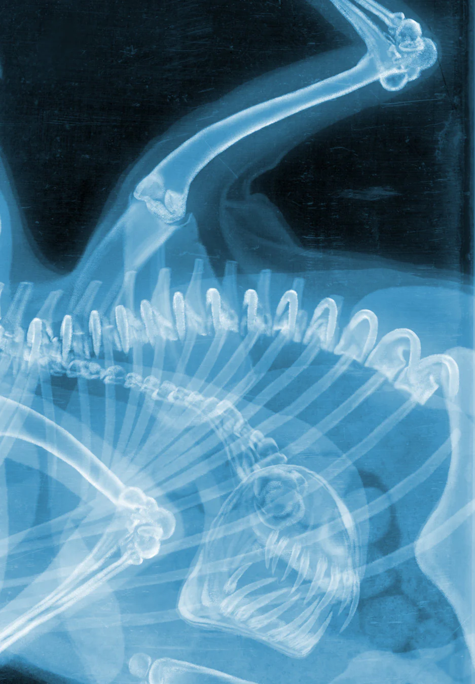 The Thing (X-Ray Timed Edition) - Image 5